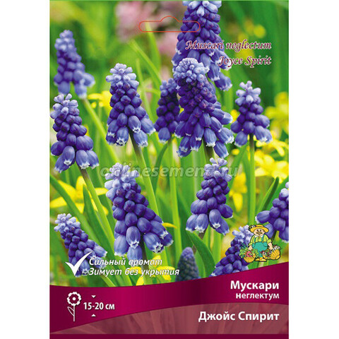 Мускари неглектум Джойс Спирит (коробка 250 шт.)