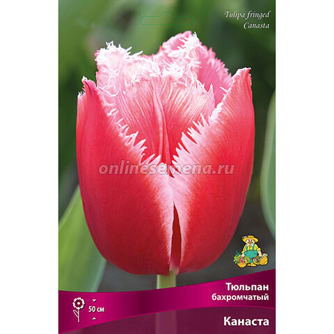 Тюльпан Бахромчатый Канаста (коробка 100 шт.)