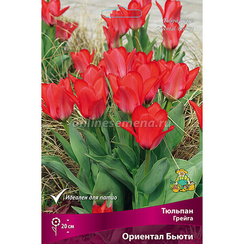 Тюльпан Грейга Ориентал Бьюти (коробка 100 шт.)