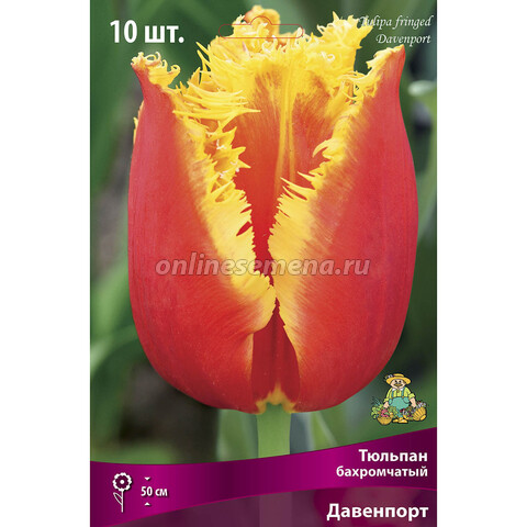 Тюльпан бахромчатый Давенпорт (10 шт.)