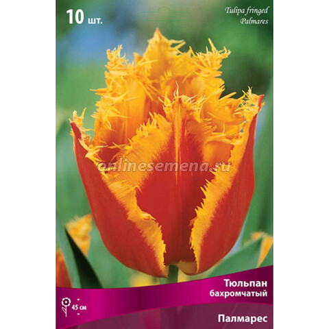 Тюльпан бахромчатый Палмарес (10 шт.)