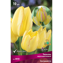 Тюльпан Многоцветковый Антуанетта* (10 шт.) королева мария антуанетта