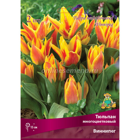 Тюльпан Многоцветковый Виннипег (10 шт.)