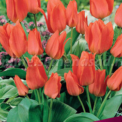 Тюльпан Многоцветковый Торонто (10 шт.)