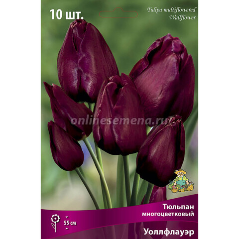 Тюльпан Многоцветковый Уолфлауэр* (10 шт.)