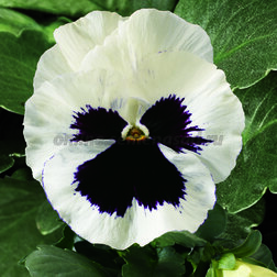 Виола крупноцветковая Дельта Вайт виз Блотч (1уп-1000шт) профессиональные семена