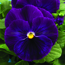 Виола крупноцветковая Дельта Пьюр Виолет (1уп-1000шт) профессиональные семена семена ов виола соблазн влюбленный эльф f1 10 шт