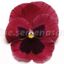 Виола крупноцветковая Матрикс Роуз блотч (1уп-1000шт) - фото 1