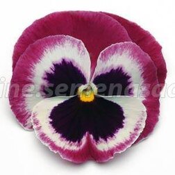 Виола крупноцветковая Матрикс Роуз Винг (1уп-1000шт) - фото 1