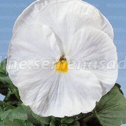 Виола крупноцветковая Селло Пьюр Вайт (1уп-1000шт) профессиональные семена