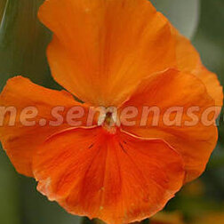 Виола крупноцветковая Селло Пьюр Дип Оранж (1уп-1000шт) профессиональные семена