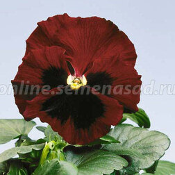 Виола крупноцветковая Селло Ред виз Блотч (1уп-1000шт) профессиональные семена