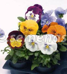 Виола крупноцветковая Кетс Микс (1уп-100шт) профессиональные семена семена виола тайгер ай f1 5 шт