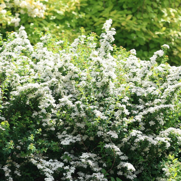 Спирея ниппонская Spiraea nipponica. Спирея Джун Брайд. Спирея ниппонская Джун Брайд. Спирея Джун Браун.