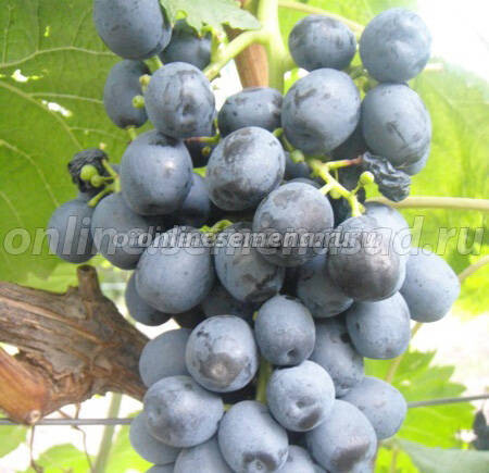 Саженцы плодового винограда Аттика