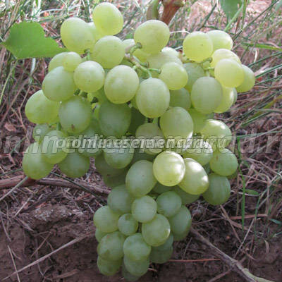 Саженцы плодового винограда Белое Чудо