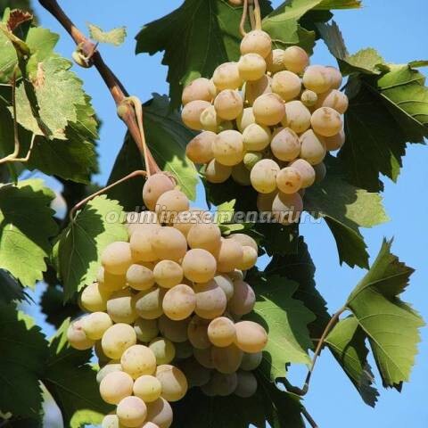 Саженцы плодового винограда Бианка