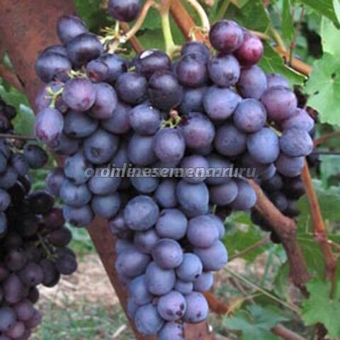 Саженцы плодового винограда Краса Никополя