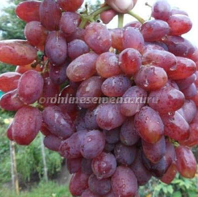Саженцы плодового винограда Юбилей Новочеркасска