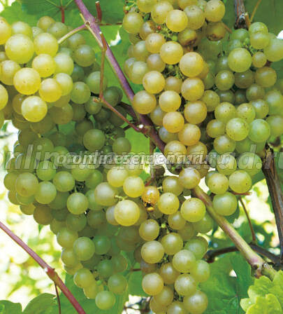 Саженцы плодового винограда Платовский