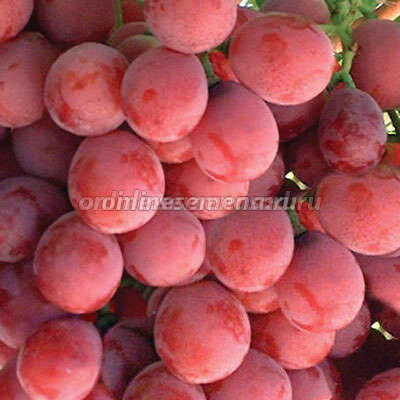 Виноград плодовый Калина