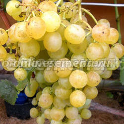 Виноград плодовый Тукай
